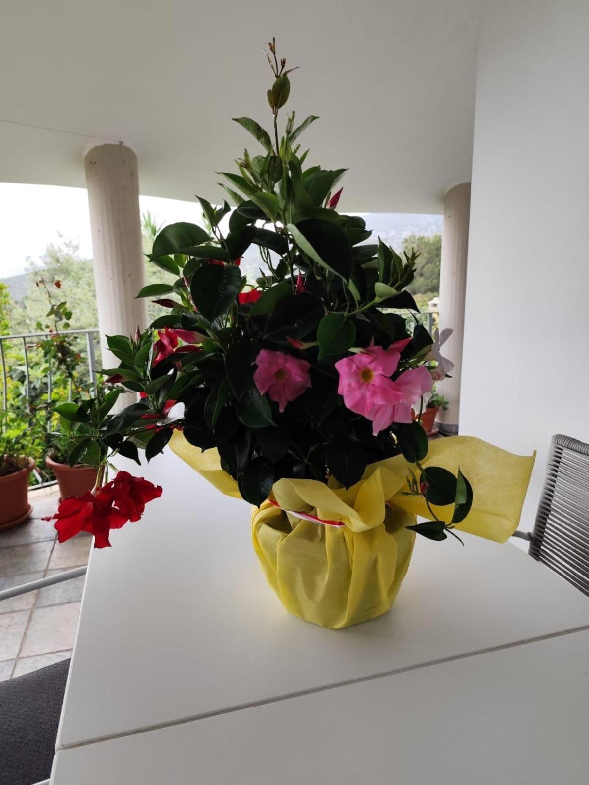 B&B Easy Wind Cala Gonone Zewnętrze zdjęcie